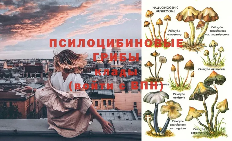 Галлюциногенные грибы Psilocybe  закладка  Орёл 